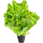 Салат Листовой,<br>в горшочке, 1 шт.1