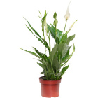 Спатифиллум1