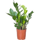 Замиокулькас1