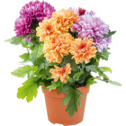 Хризантема1