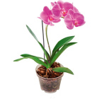 Фаленопсис1