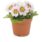 Примула микс1