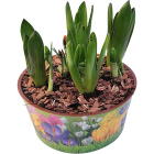 Весенний микс в кашпо1