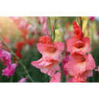 Луковицы растений1