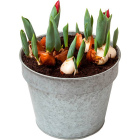 Cкидка Луковичный микс. Акционный товар в каталоге