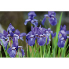 Cкидка Цветы микс. Акционный товар в каталоге