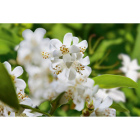 Cкидка Декор. кустарники. Акционный товар в каталоге