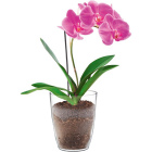 Кашпо Орхидея1