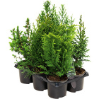 Растения хвойные1