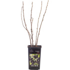 Саженцы плодовые1